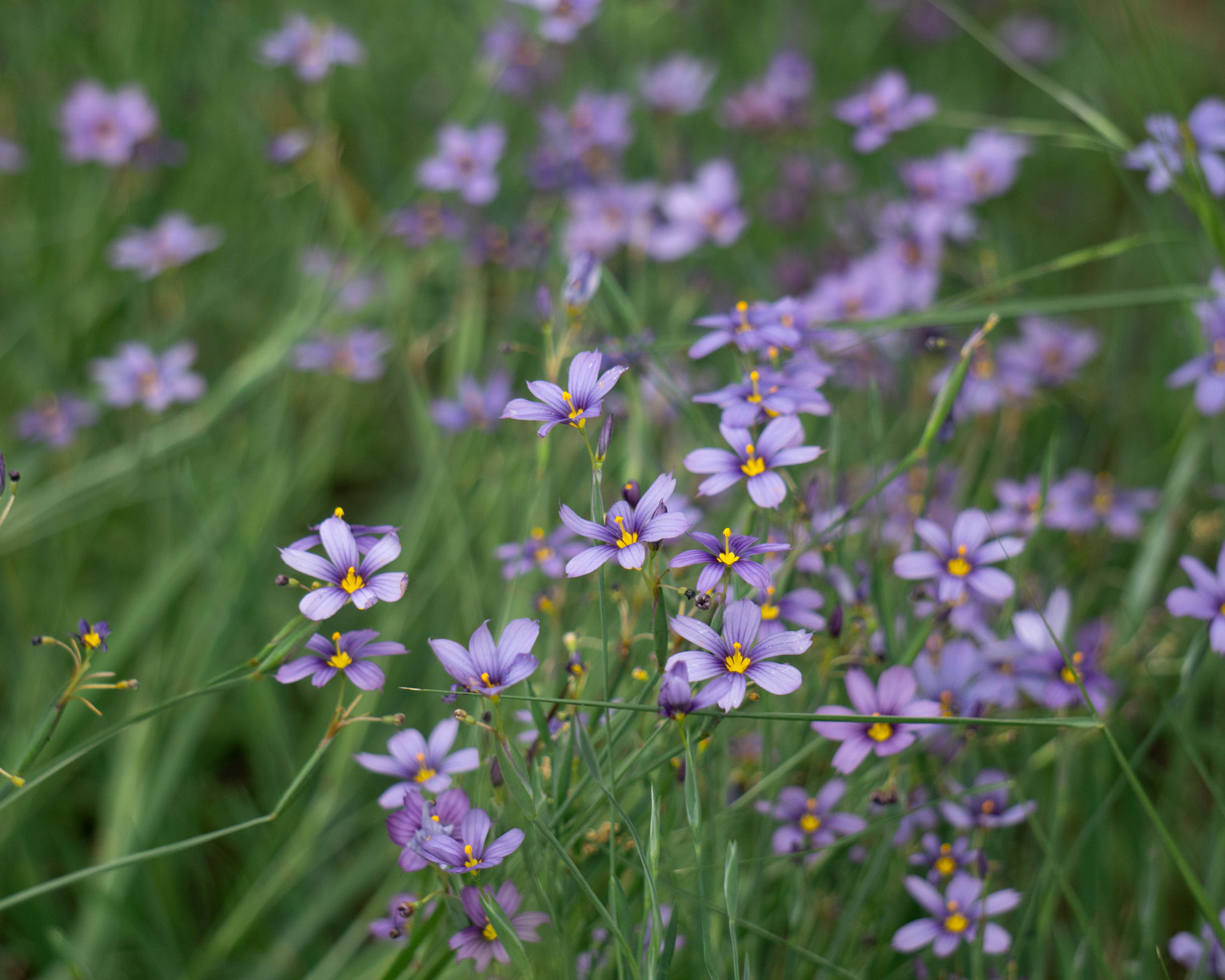 Little purple flowers with bright yellow centers in the grass